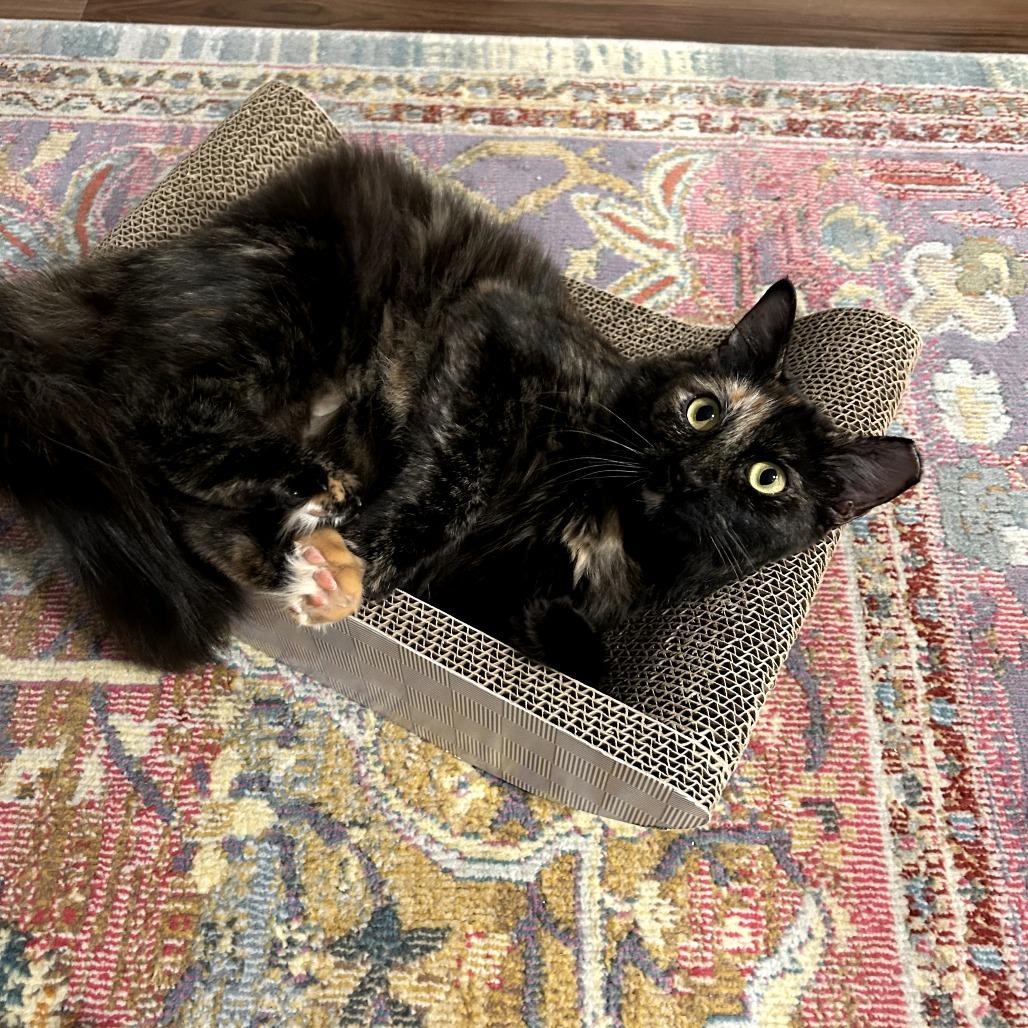 Enlarge Priscilla, a Adoptable Domestic Long Hair in Fort Worth, TX image 6/6