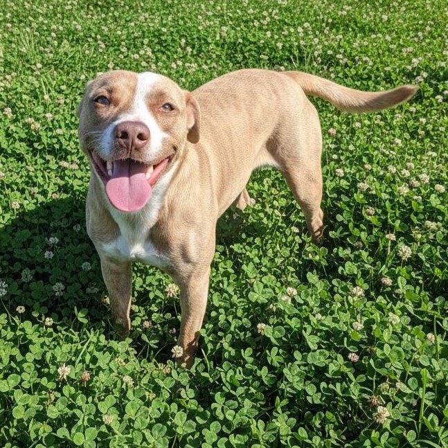 Enlarge Sweet Pea, a ADOPTABLE mixed breed in Durant, OK image 1/1