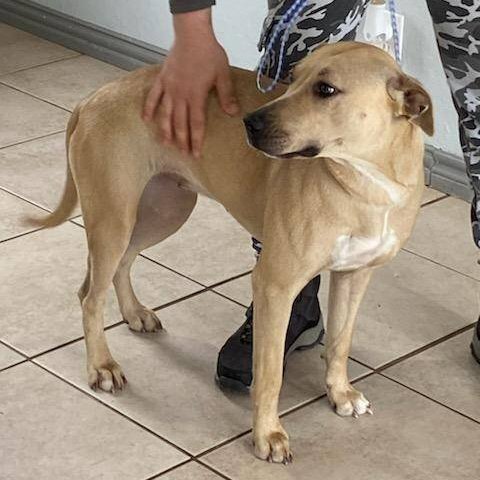 Angel, Adoptable, Young Female Labrador Retriever.