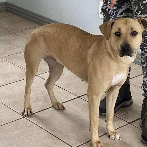 Enlarge Angel, a Adoptable mixed breed in Portland, OR image 2/11