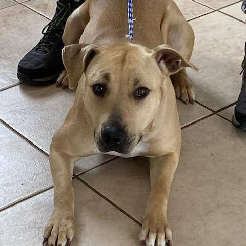 Enlarge Angel, a Adoptable mixed breed in Portland, OR image 3/11