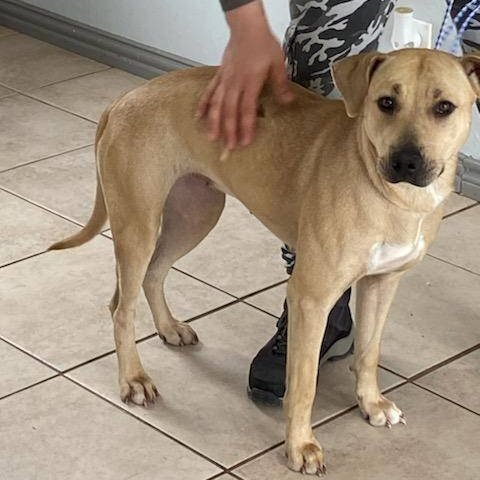 Enlarge Angel, a Adoptable mixed breed in Portland, OR image 4/11