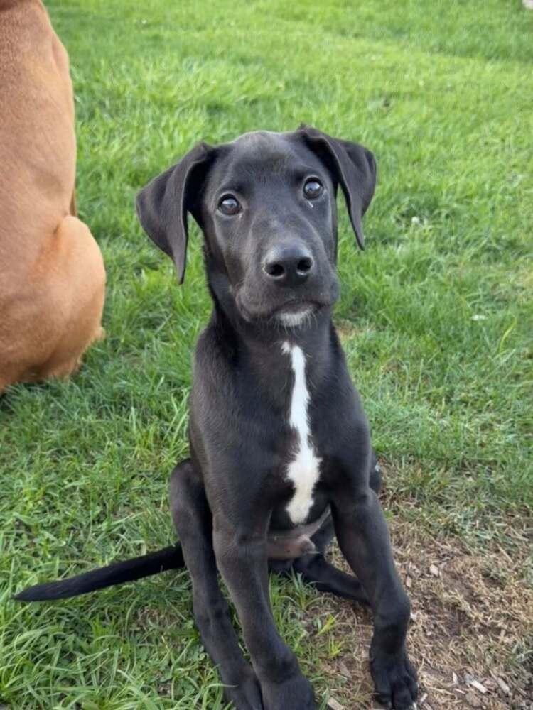 Enlarge Weston, a Adoptable mixed breed in Frankfort, NY image 1/4