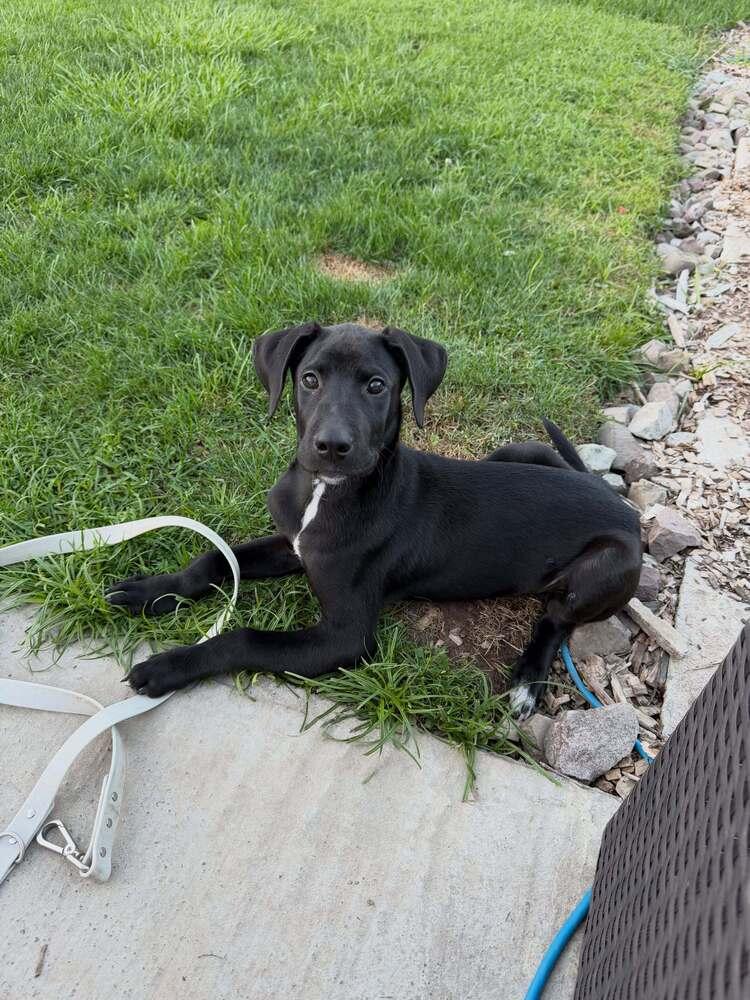 Enlarge Weston, a Adoptable mixed breed in Frankfort, NY image 2/4