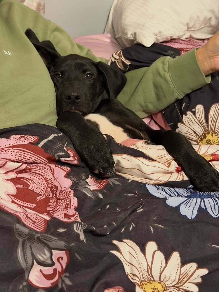 Enlarge Weston, a Adoptable mixed breed in Frankfort, NY image 3/4