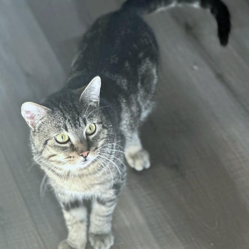Winston, Adoptable, Adult Male Domestic Short Hair.