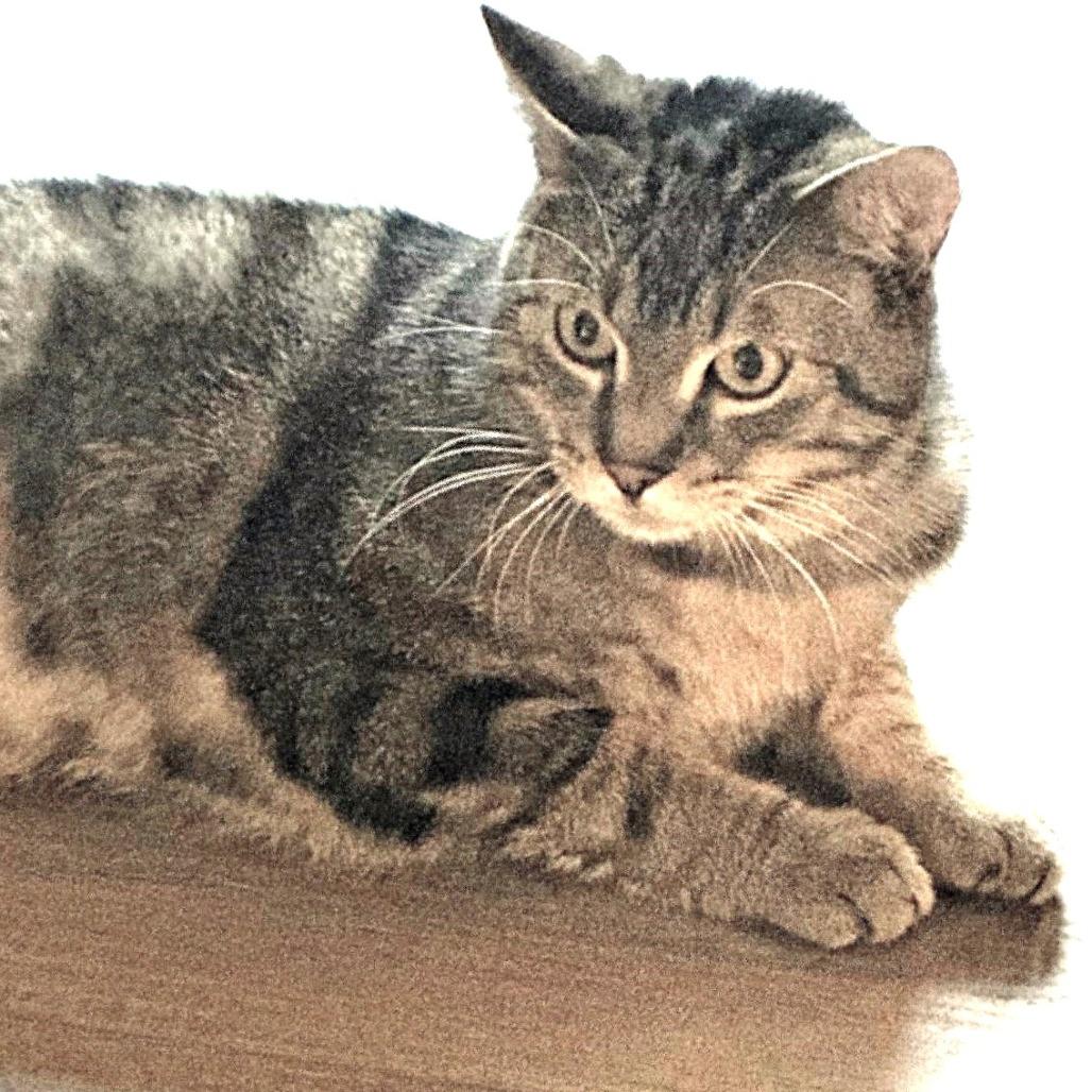 Winston, a Adoptable Domestic Short Hair in Springfield, OR image 2/4