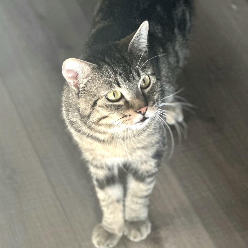 Winston, a Adoptable Domestic Short Hair in Springfield, OR image 3/4