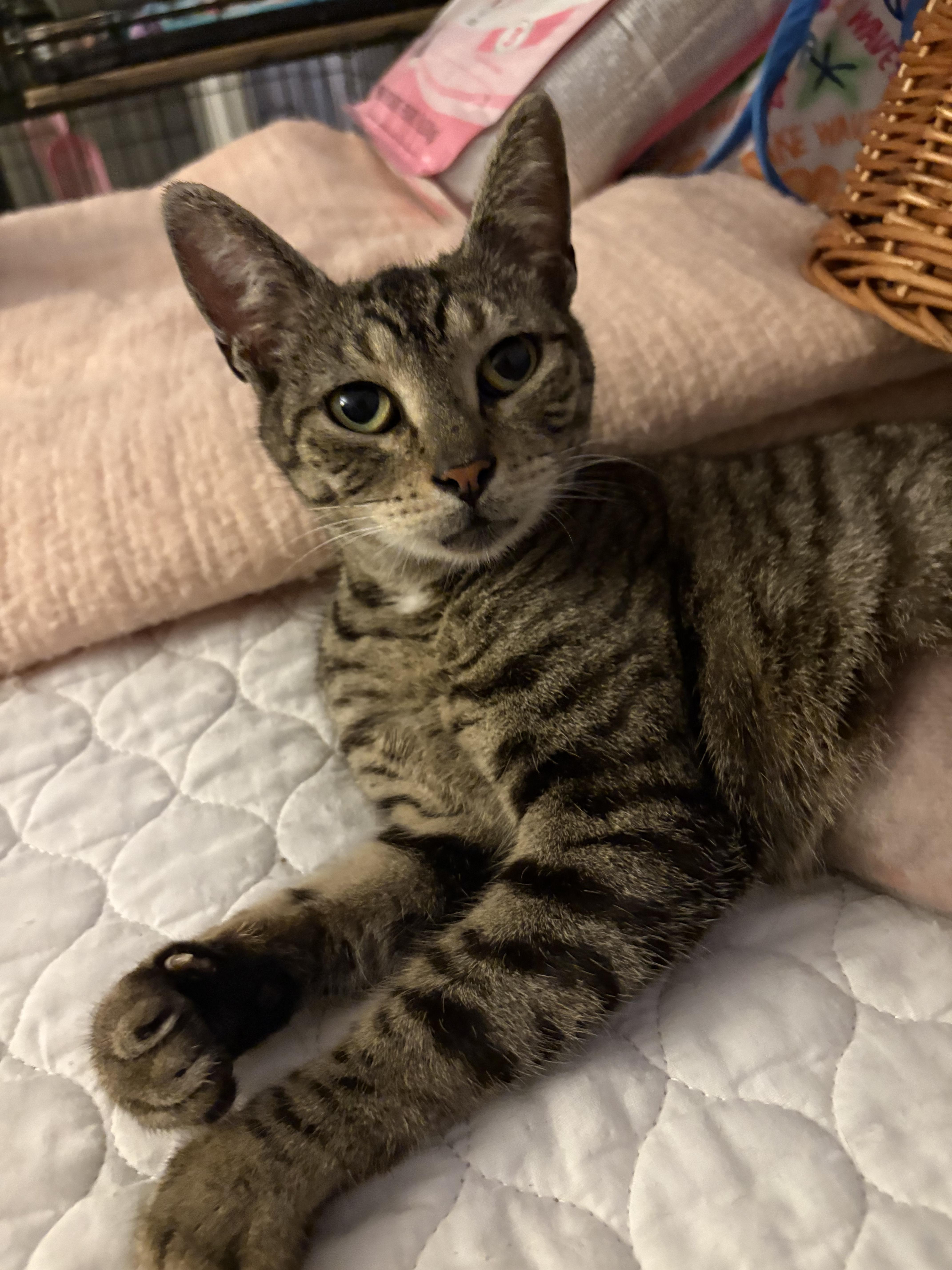 Lola, a ADOPTABLE Domestic Short Hair in Saint Pete Beach, FL image 1/3