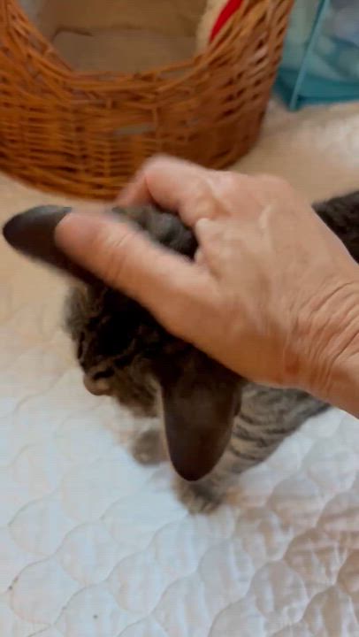 Enlarge Lola, a ADOPTABLE Domestic Short Hair in Saint Pete Beach, FL video 3/3