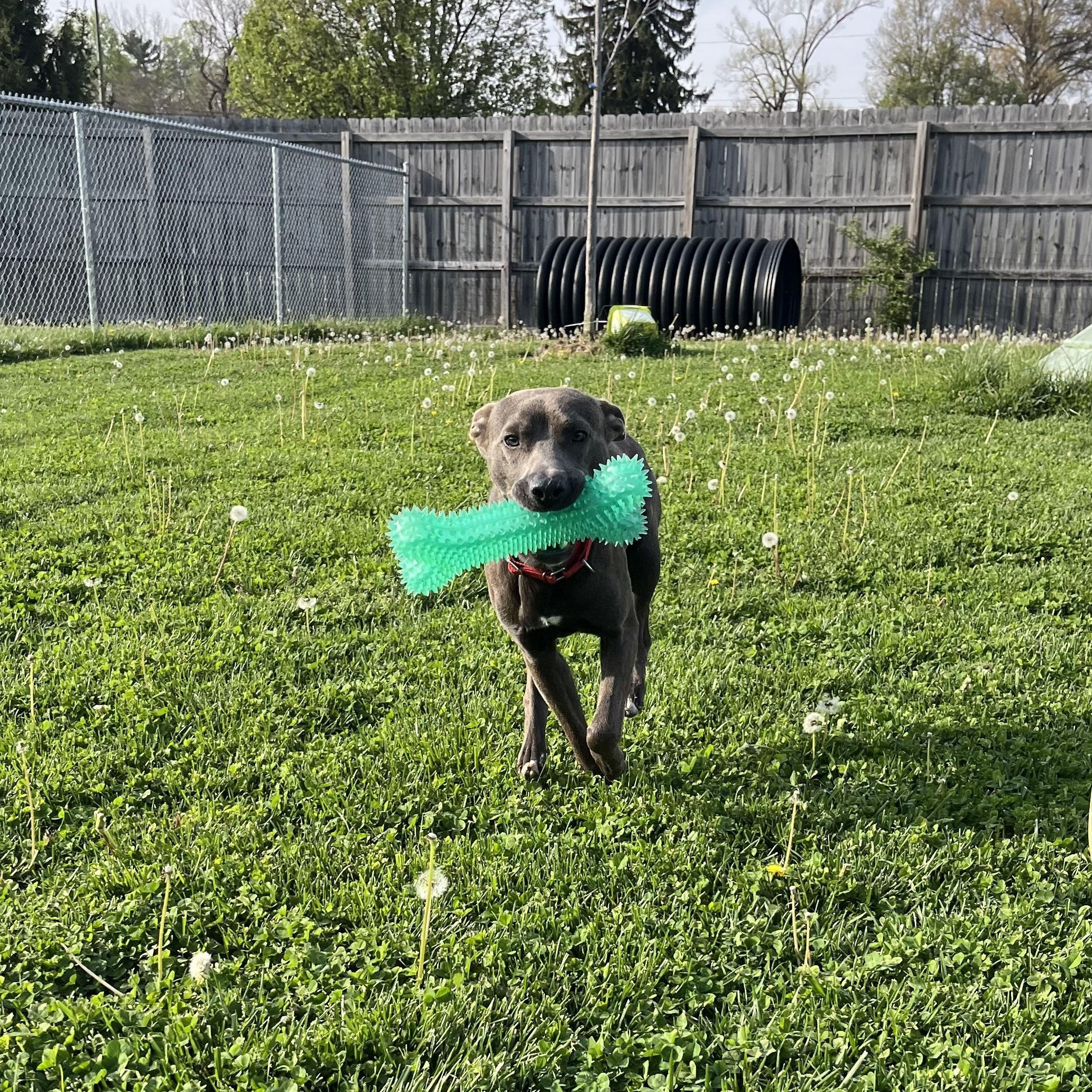 Enlarge Turtle, a ADOPTABLE mixed breed in Monroe, OH image 4/5
