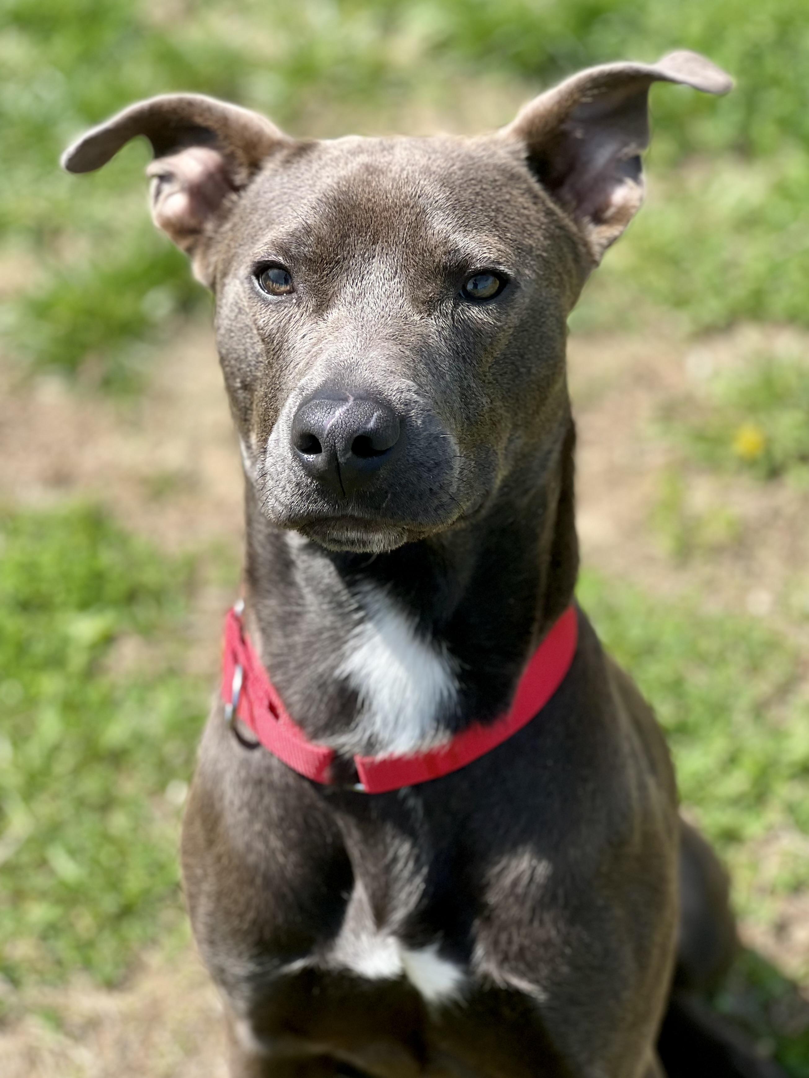 Enlarge Turtle, a ADOPTABLE mixed breed in Monroe, OH image 5/5