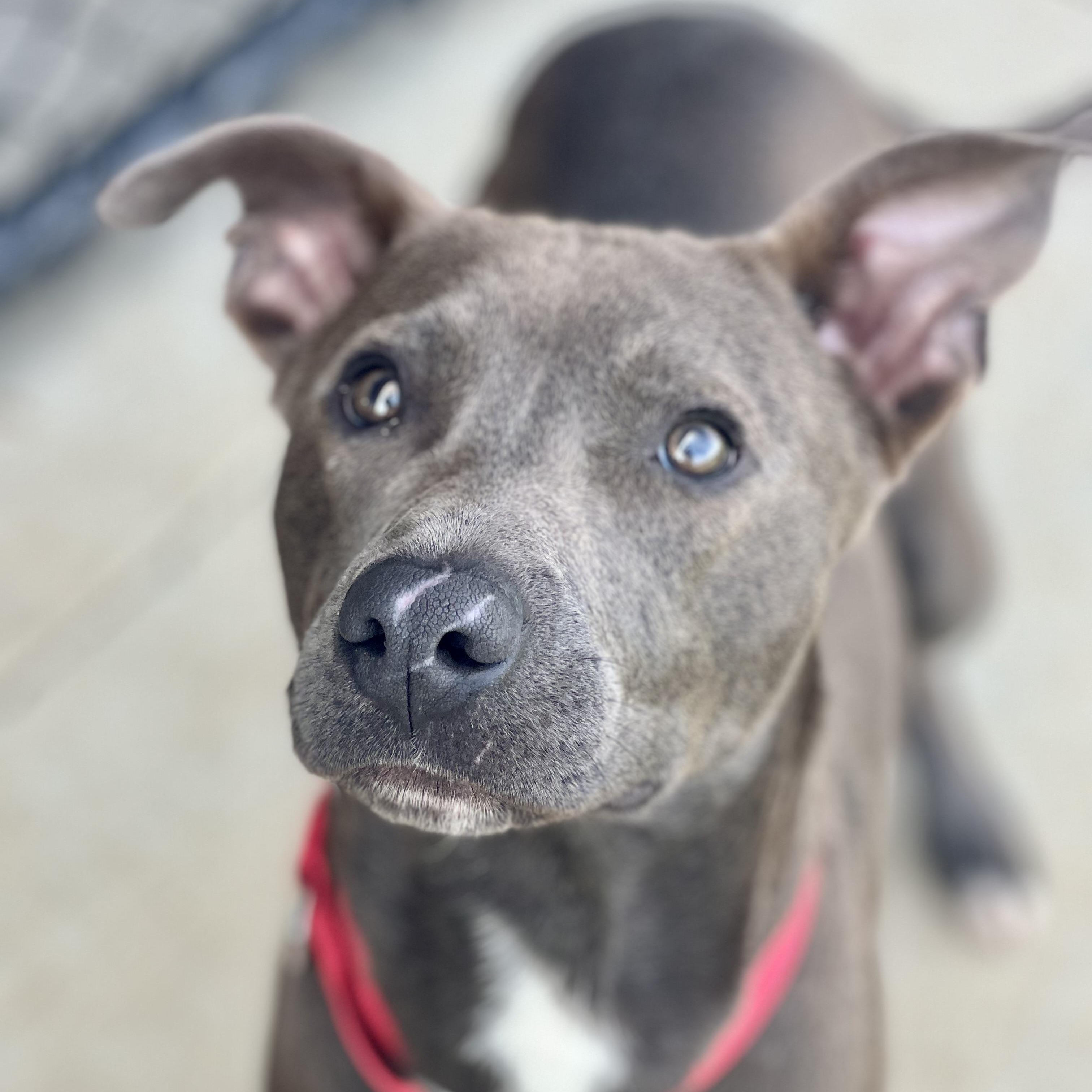 Turtle, ADOPTABLE, Young Male Pit Bull Terrier.