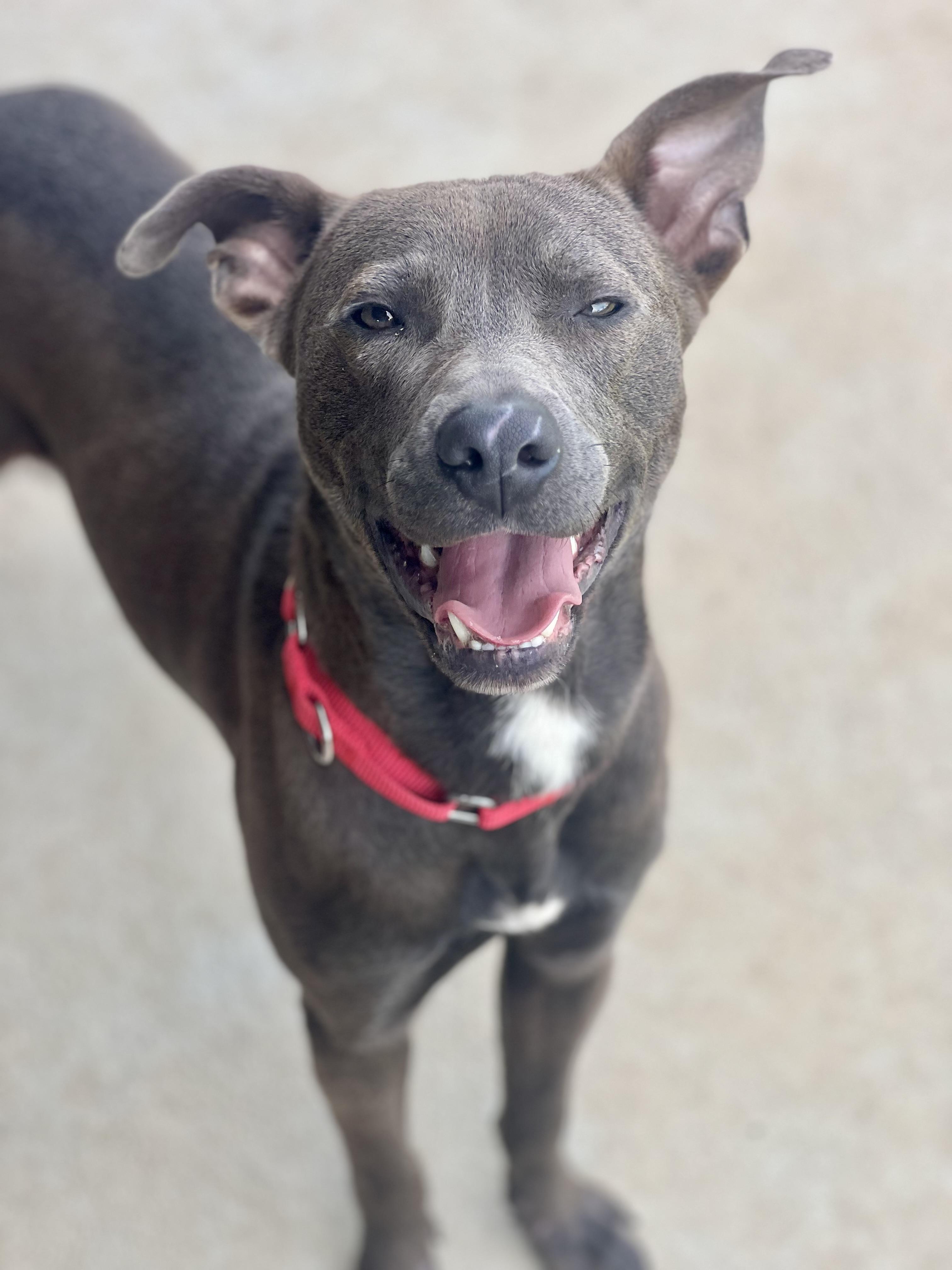 Enlarge Turtle, a ADOPTABLE mixed breed in Monroe, OH image 3/5