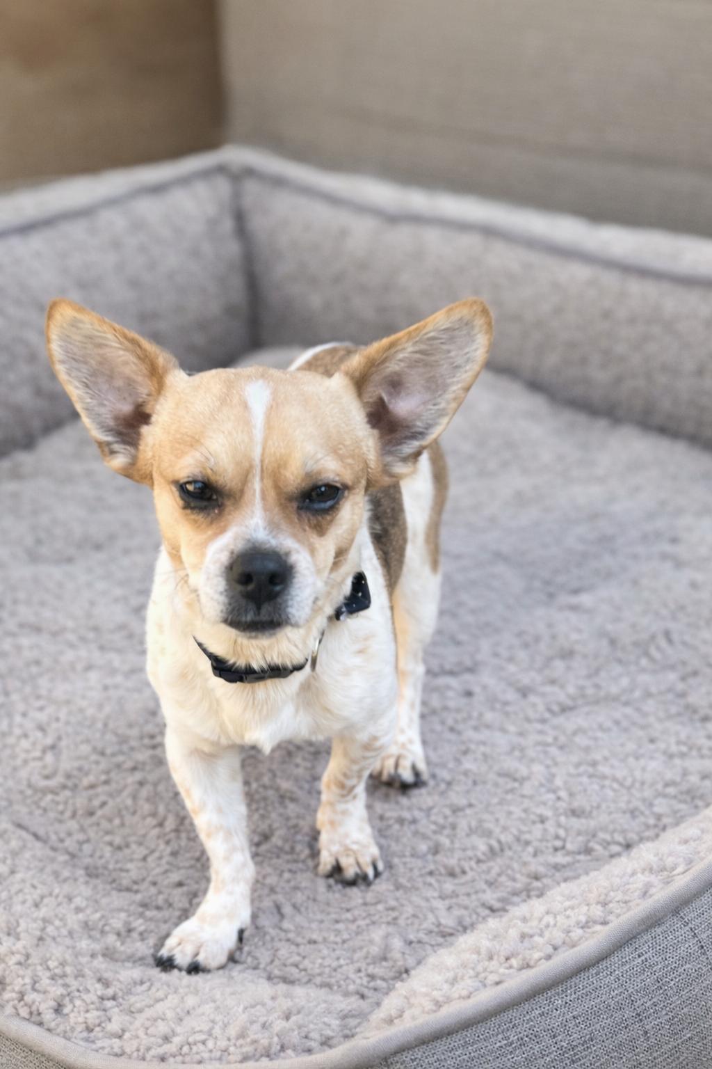 Buckley, ADOPTABLE, Young Male Chiweenie.