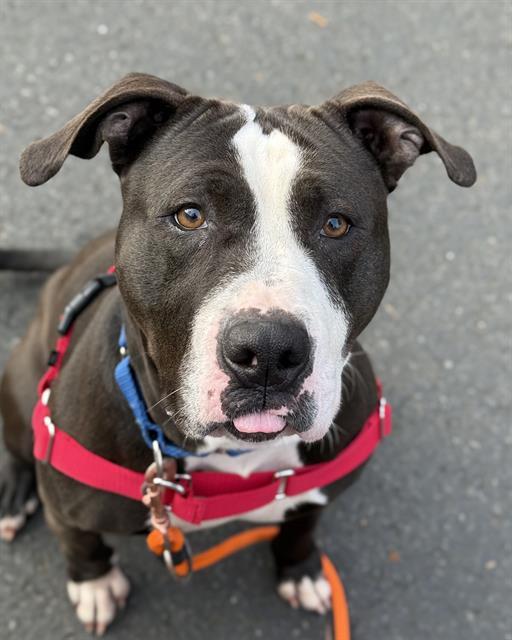 Enlarge SABLE, a Adoptable Pit Bull Terrier in Kent, WA image 1/1