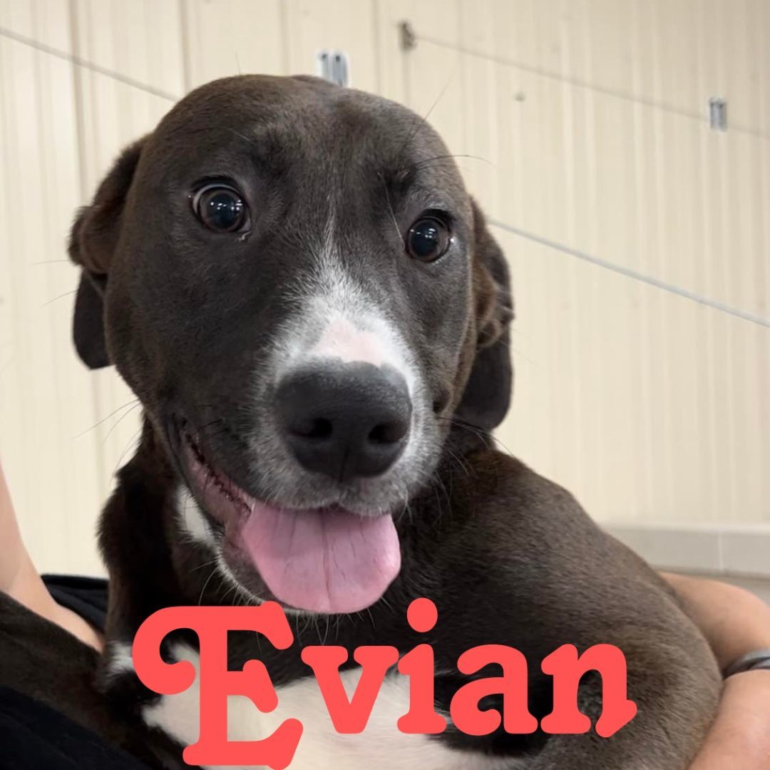 Evian, Baby Female Labrador Retriever