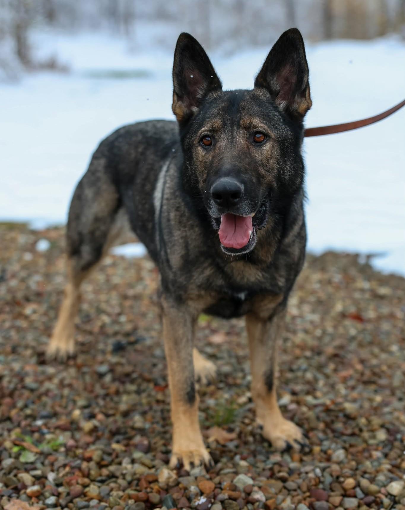 Diesel, ADOPTABLE, Young Male German Shepherd Dog & Shepherd.