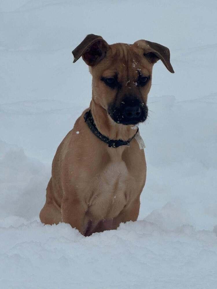 Enlarge Elpaba, a Adoptable mixed breed in Frankfort, NY image 1/4
