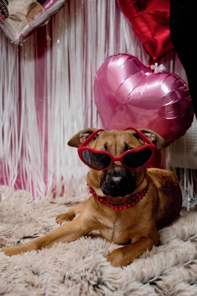 Enlarge Elpaba, a Adoptable mixed breed in Frankfort, NY image 1/6