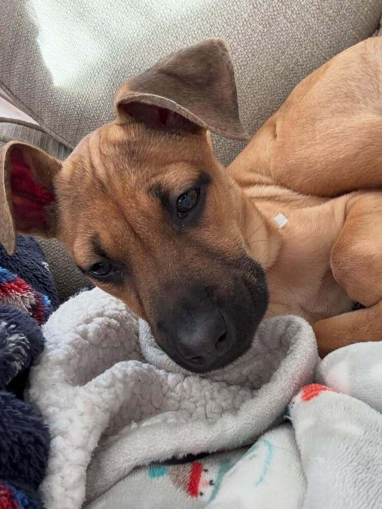 Enlarge Elpaba, a Adoptable mixed breed in Frankfort, NY image 2/4