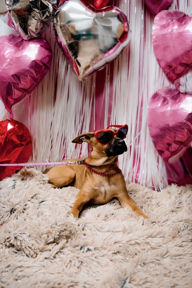 Enlarge Elpaba, a Adoptable mixed breed in Frankfort, NY image 3/6