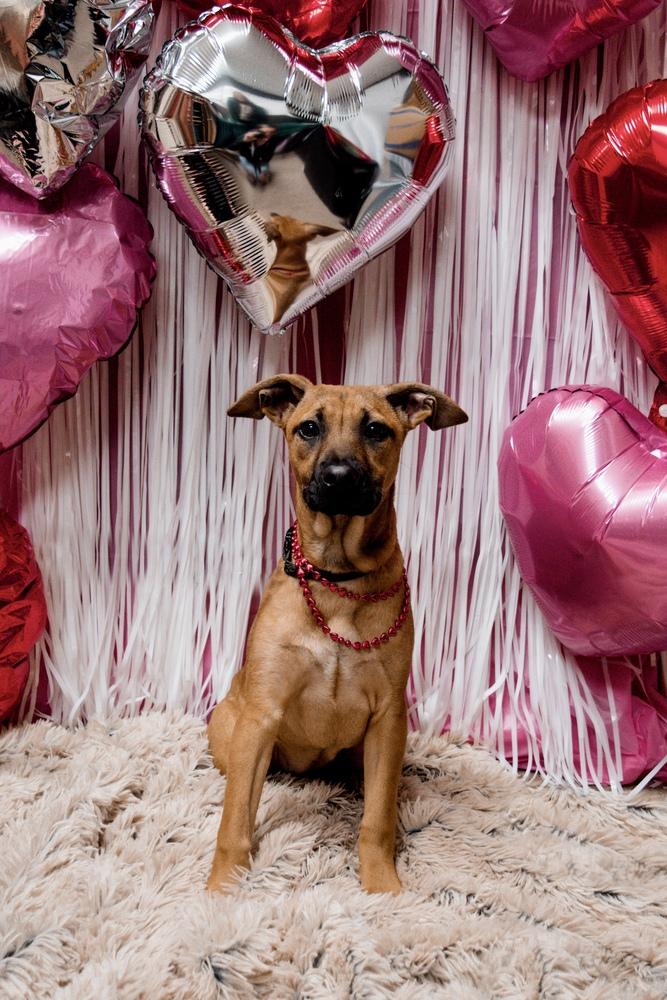 Enlarge Elpaba, a Adoptable mixed breed in Frankfort, NY image 4/6