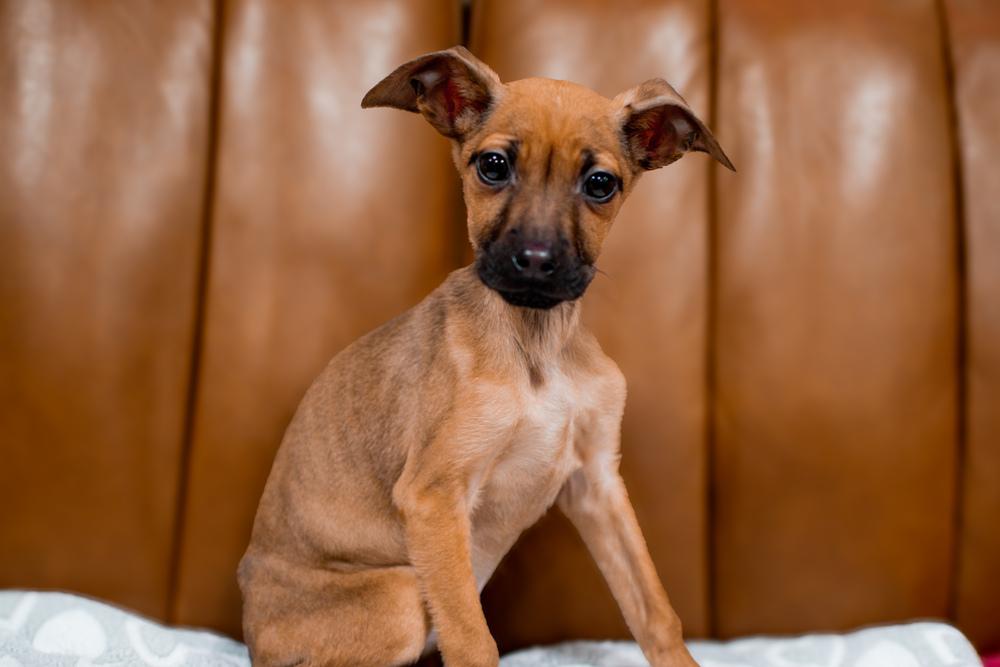 Enlarge Elpaba, a Adoptable mixed breed in Frankfort, NY image 1/2