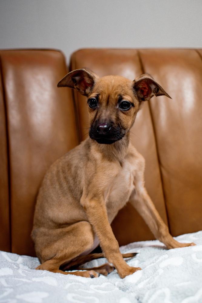 Enlarge Elpaba, a Adoptable mixed breed in Frankfort, NY image 2/2