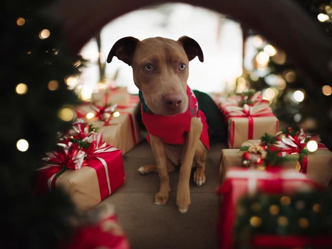 Goldie, a Adoptable Pit Bull Terrier in Costa Mesa , CA image 3/3