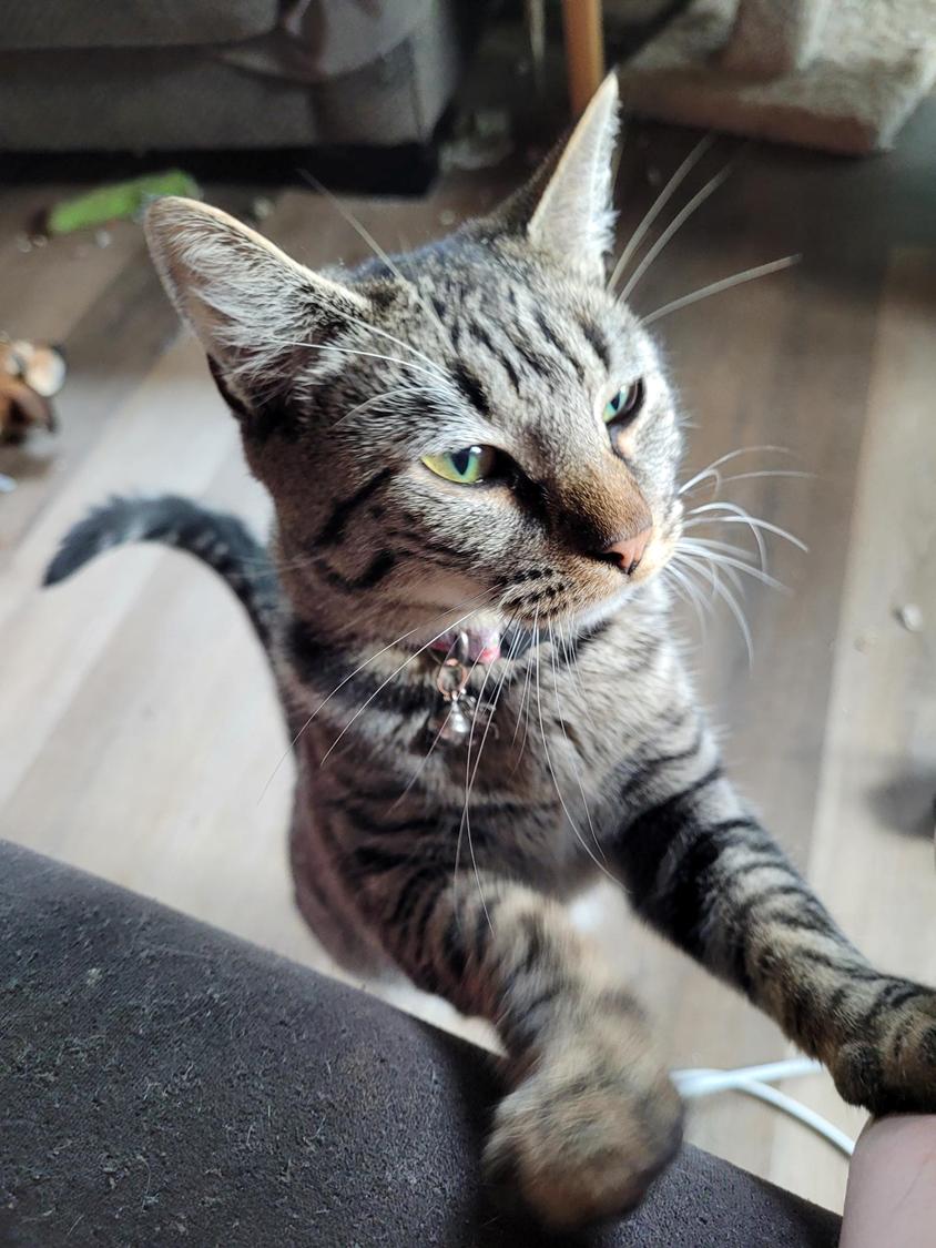 Enlarge Aiya, a Adopted Domestic Short Hair in Toledo, OR image 1/1