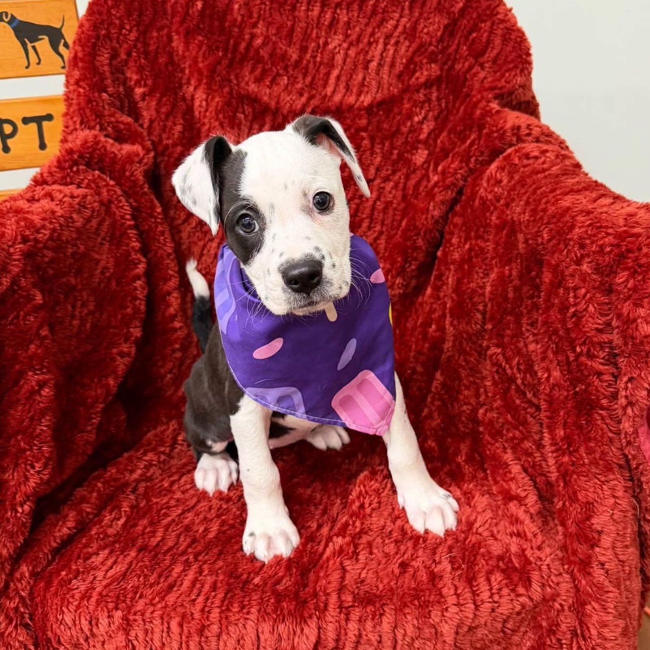 Enlarge Pink, a Adoptable mixed breed in Meridian, MS image 1/1