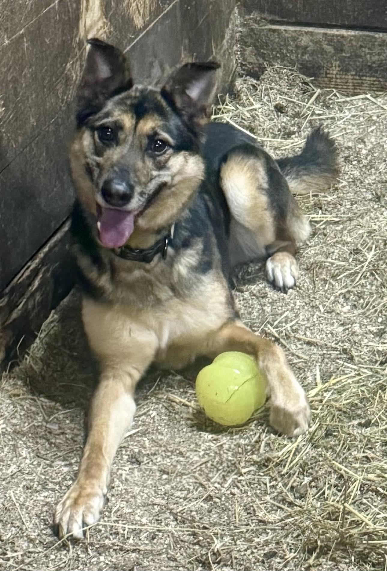 Adonis, Adoptable, Adult Male German Shepherd Dog.