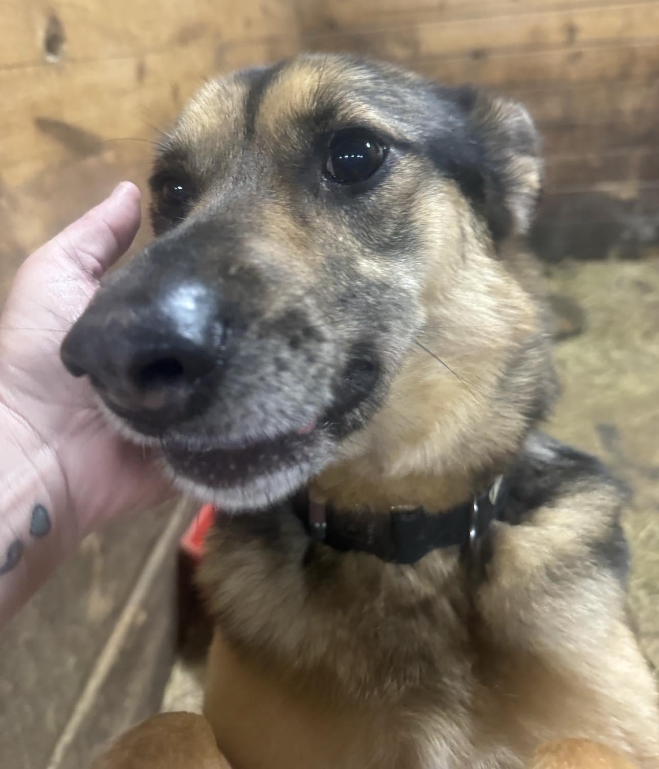 Enlarge Adonis, a Adoptable German Shepherd Dog in Hillsborough , NC image 2/3