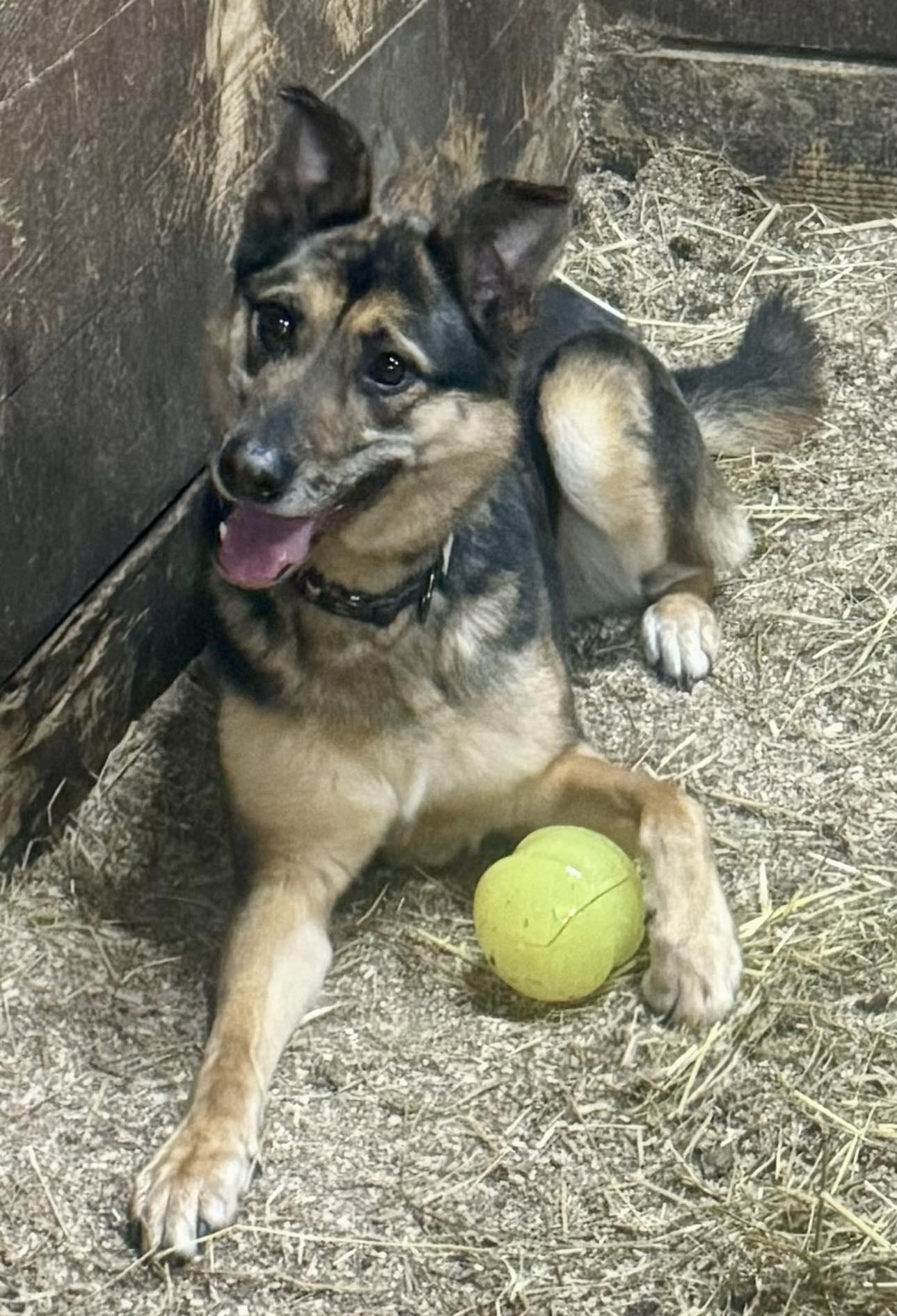 Enlarge Adonis, a Adoptable German Shepherd Dog in Hillsborough , NC image 3/3
