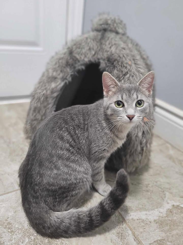 EVIE, adopted, Young Female Domestic Short Hair.