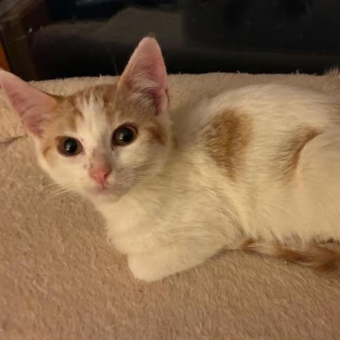 Dottie, adoptable, Young Female Domestic Short Hair.