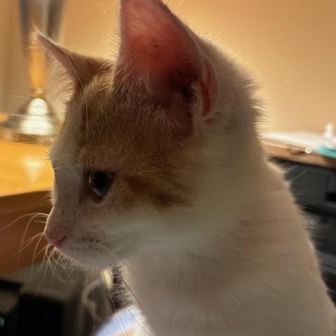 Enlarge Dottie, a hold Domestic Short Hair in Minneapolis, MN image 3/3