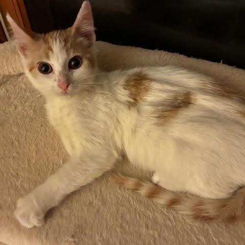 Enlarge Dottie, a hold Domestic Short Hair in Minneapolis, MN image 2/3