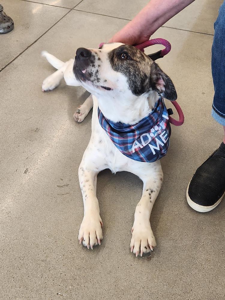 Enlarge Tosha, a Adoptable mixed breed in Wendell, NC image 1/5