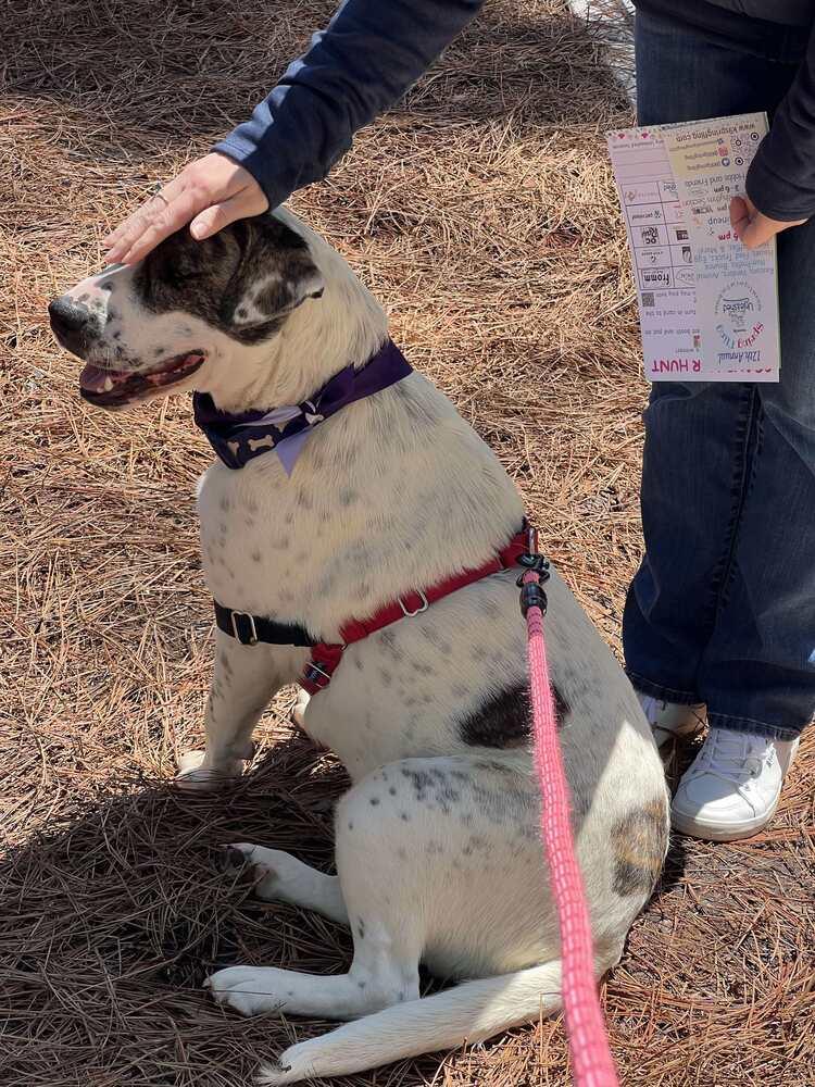 Enlarge Tosha, a Adoptable mixed breed in Wendell, NC image 2/5