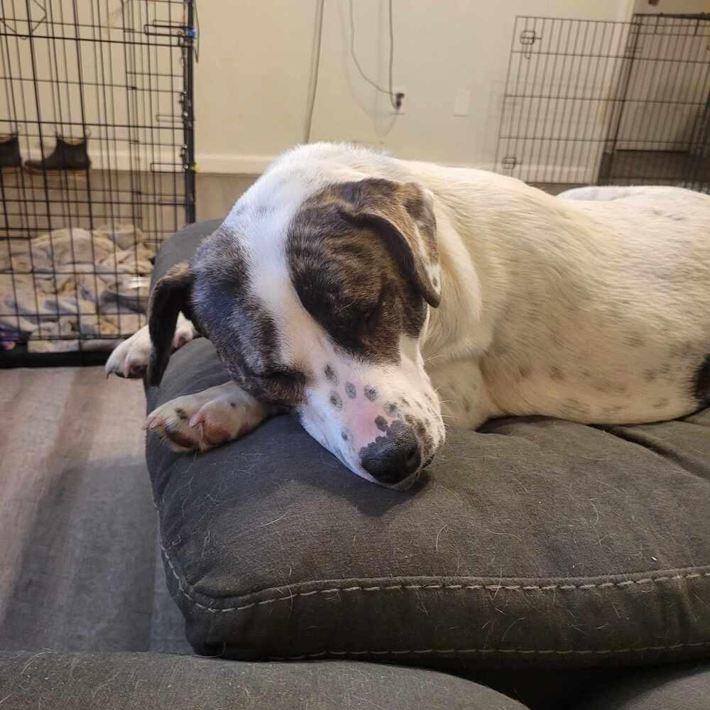 Enlarge Tosha, a Adoptable mixed breed in Wendell, NC image 3/5