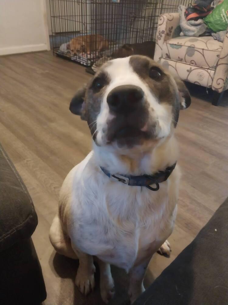 Enlarge Tosha, a Adoptable mixed breed in Wendell, NC image 5/6