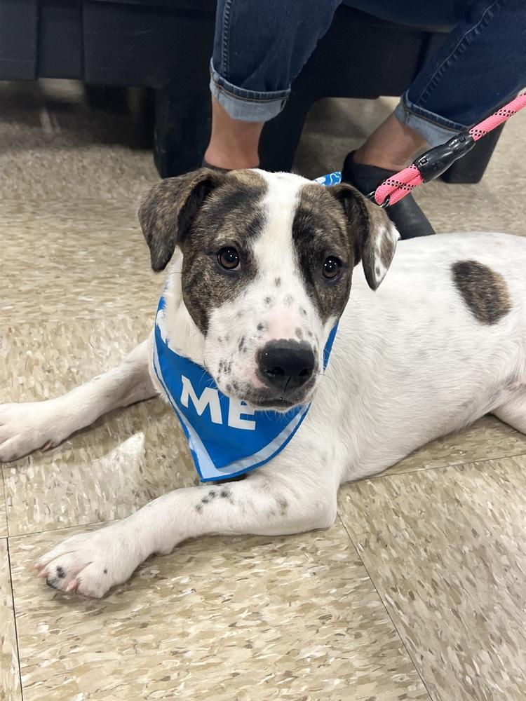 Enlarge Tosha, a Adoptable mixed breed in Wendell, NC image 5/5