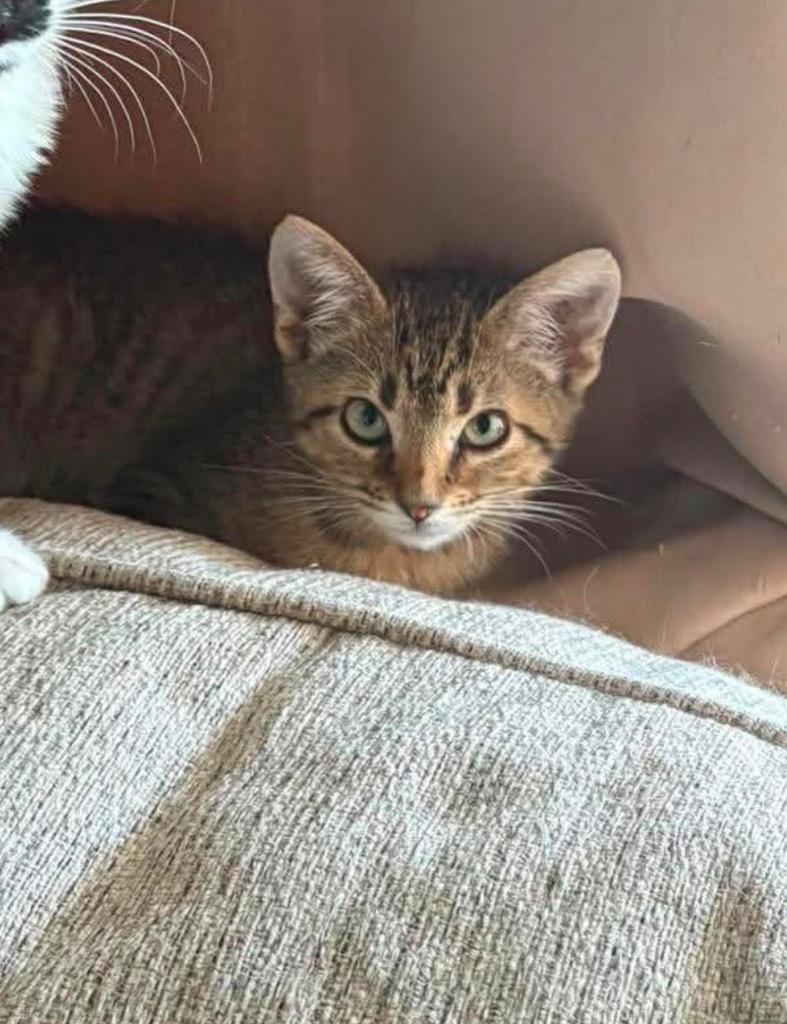 T.O.P., Adoptable, Kitten Male Domestic Short Hair.