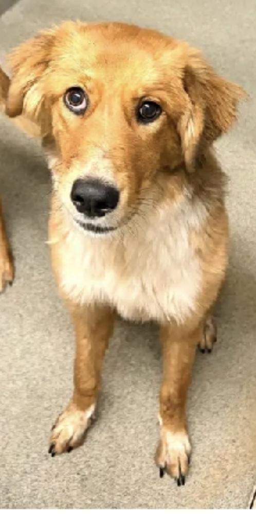 Peaches, Adoptable, Young Female Golden Retriever & Shepherd.