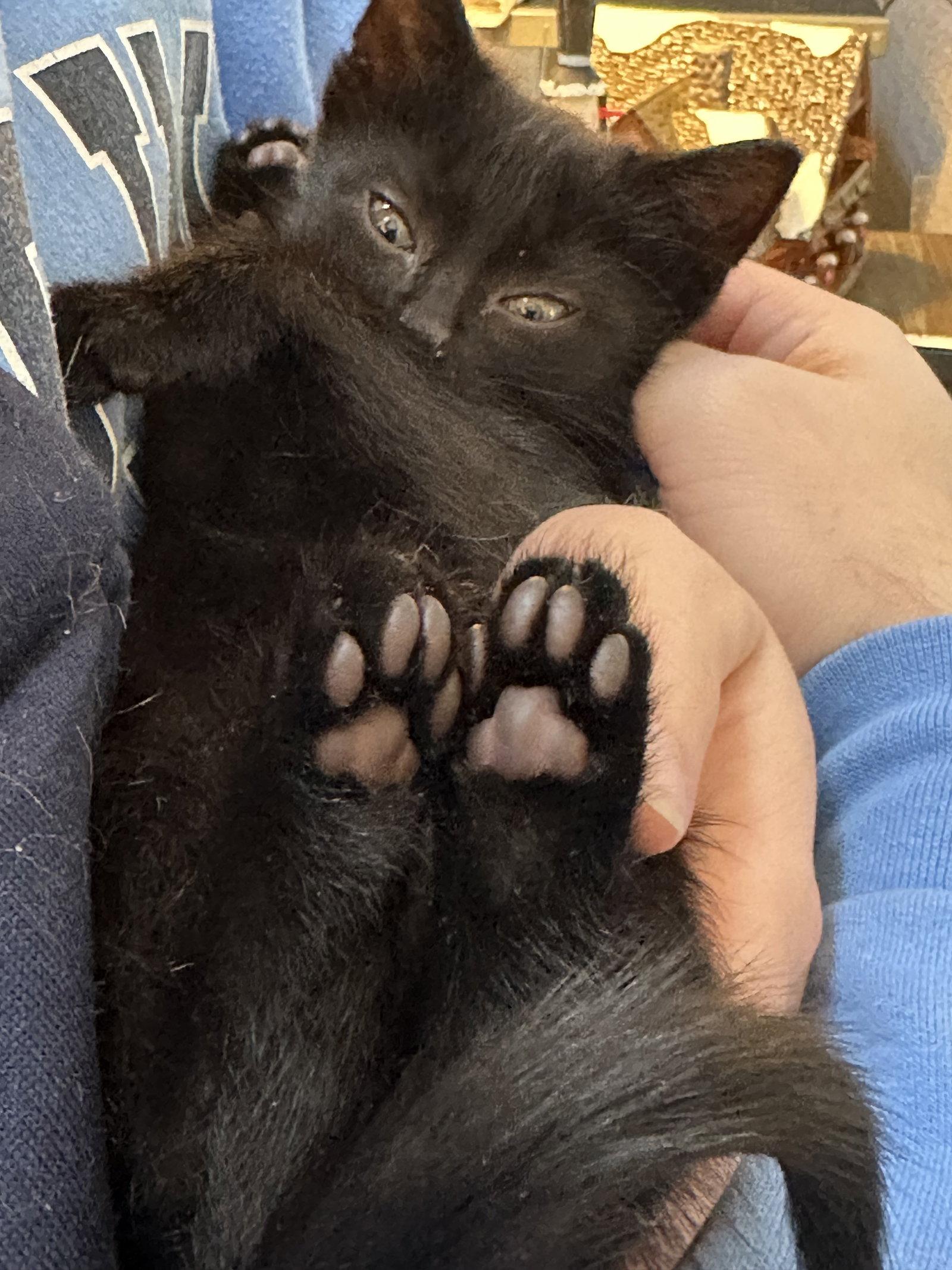 Enlarge Butternut, a Adopted Domestic Short Hair in Cary, NC image 2/3