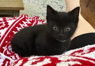 Enlarge Butternut, a Adopted Domestic Short Hair in Cary, NC image 3/3