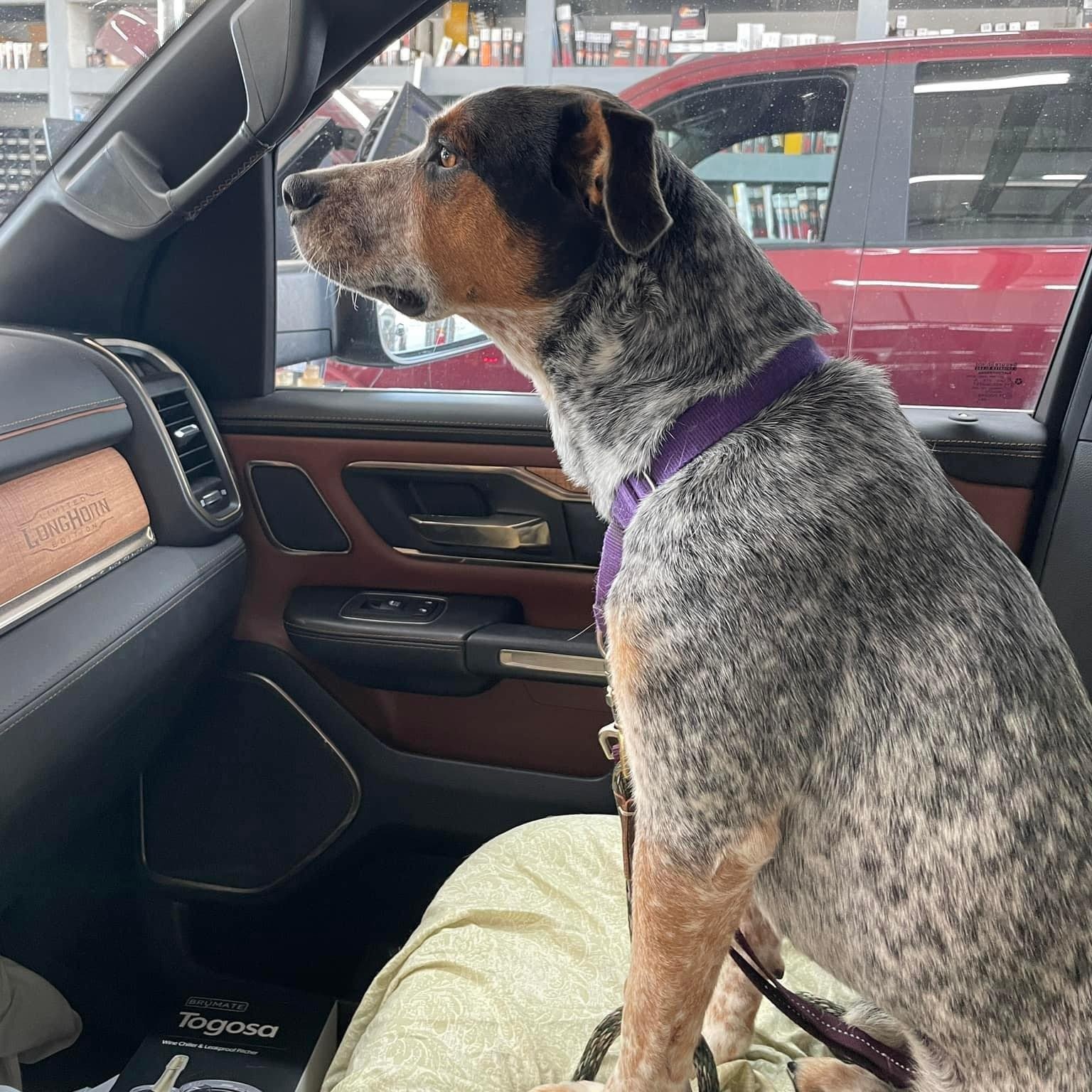 Dog for adoption Toast, an Australian Cattle Dog / Blue Heeler Mix in