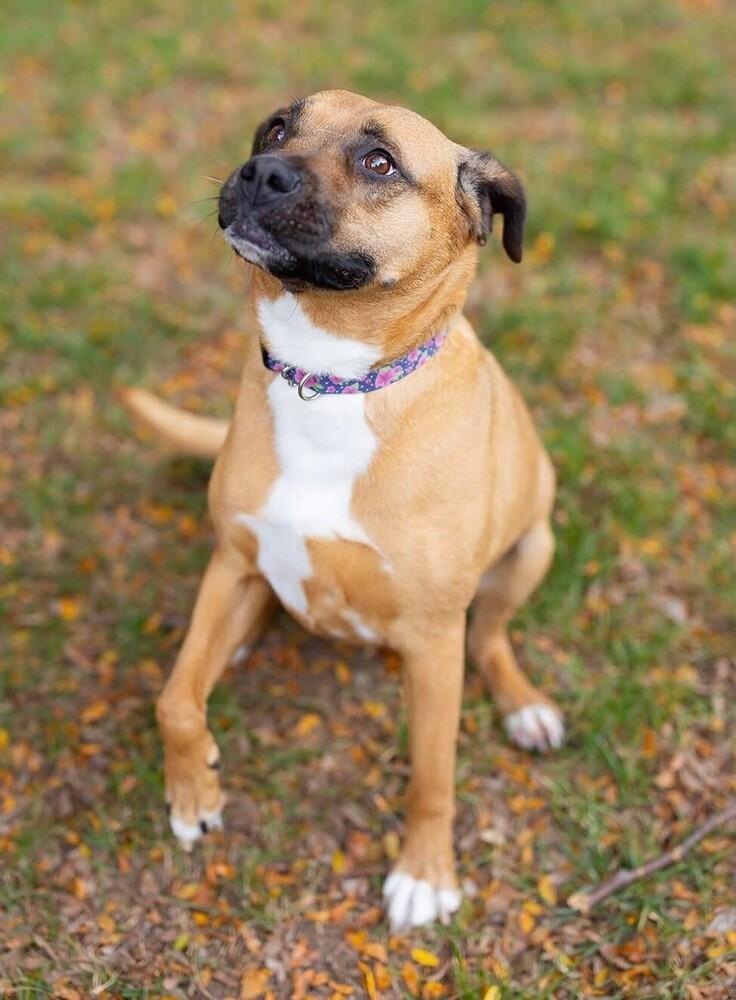 Enlarge Chloe, a Adoptable mixed breed image 2/4